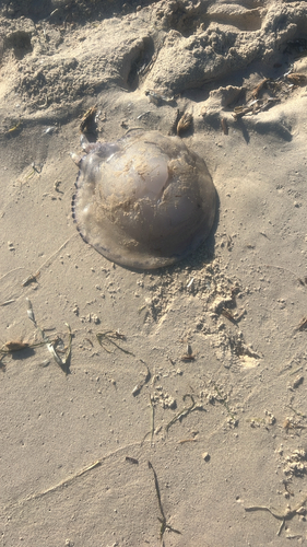 Barrel Jelly