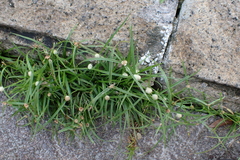 Cyperus mindorensis, photograph (c) Michael Berardozzi, some rights reserved (CC BY)