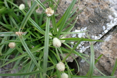 Cyperus mindorensis, photograph (c) Michael Berardozzi, some rights reserved (CC BY)