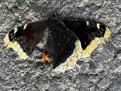 Mourning Cloak