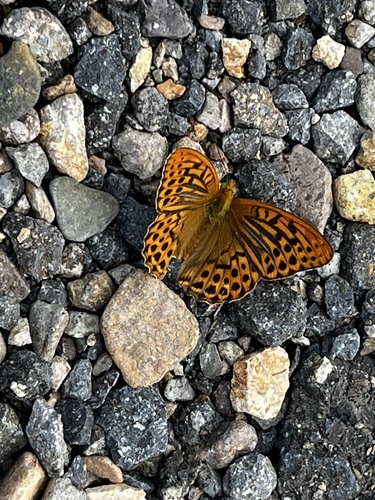 Silver-washed Fritillary