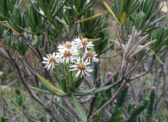 Linochilus rupestris