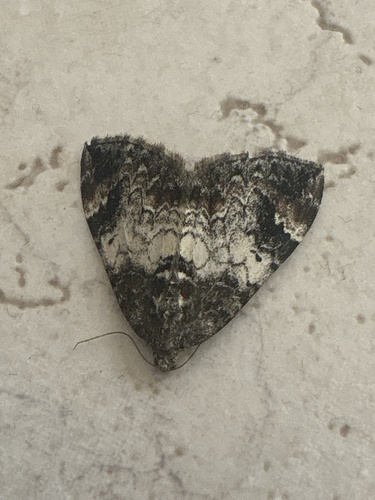 Marbled Carpet Moth
