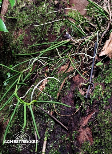 Cleisostoma simondii, photograph 2