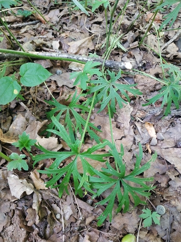 Наблюдение на iNaturalist