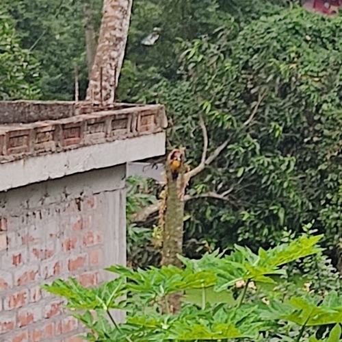 Black-rumped Flameback