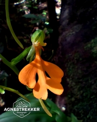 Habenaria rhodocheila, photograph author not stated, no rights reserved