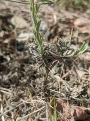 Boechera pendulocarpa