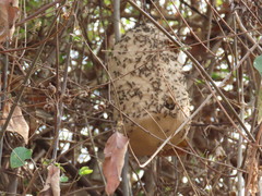 Polybia plebeja
