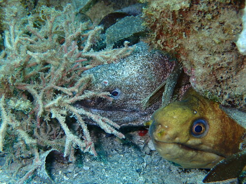 Banded moray (Echidna polyzona) — Muraenidae — 4