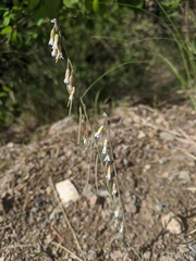 Boechera pendulocarpa