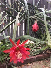 Disocactus ackermannii