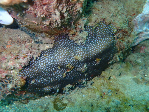 Leptastrea purpurea observed 2026-07-14