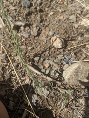 Boechera pendulocarpa