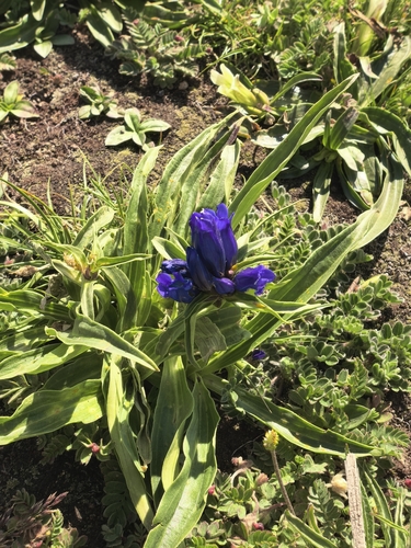Gentiana siphonantha