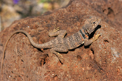Crotaphytus nebrius