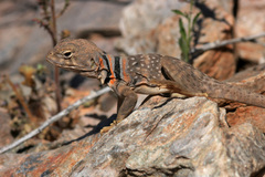 Crotaphytus nebrius