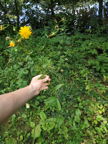 Наблюдение на iNaturalist