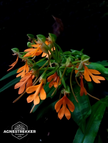 Habenaria rhodocheila, photograph 4
