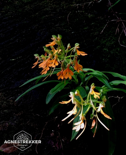 Habenaria rhodocheila, photograph 5