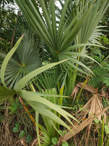 Asian Palmyra Palm