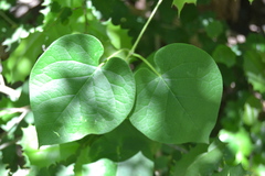 Matelea hirtelliflora