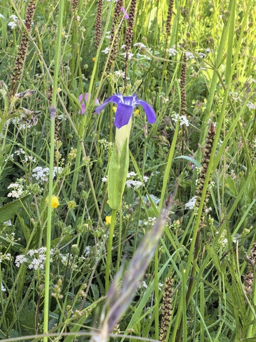 swamp gentian