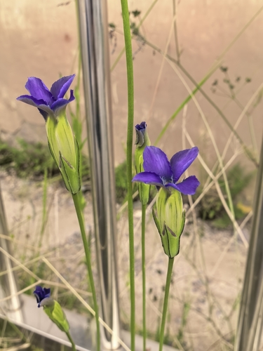 Barbed Gentian