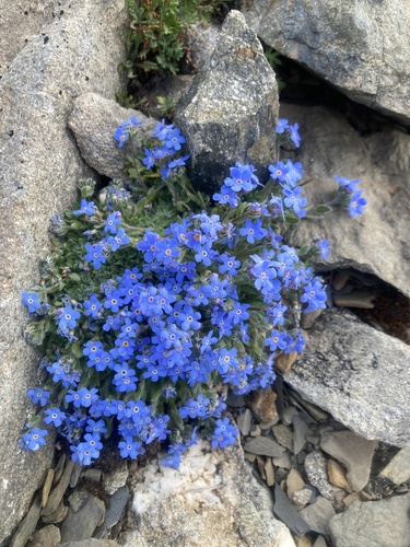 Eritrichium nanum, photograph 2