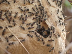 Polybia plebeja