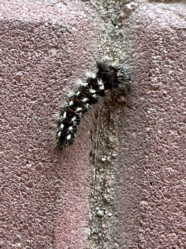 Knot Grass Moth
