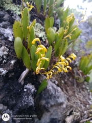 Stelis greenwoodii