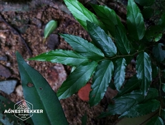 Ventilago leiocarpa