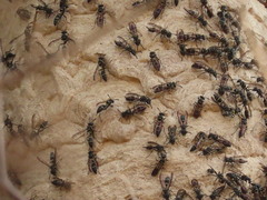 Polybia plebeja