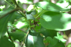 Matelea hirtelliflora