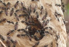 Polybia plebeja