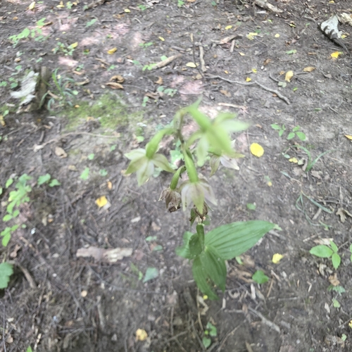 Broad-leaved helleborine