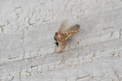 Ochlerotatus