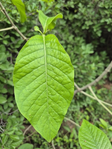 Pavetta indica observed 2026-08-04
