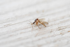 Ochlerotatus