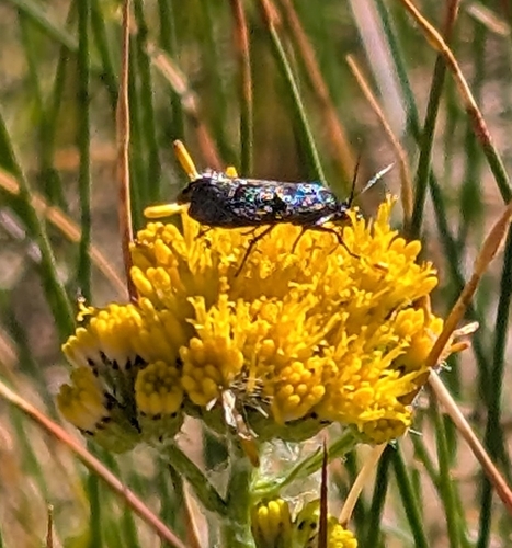 iNaturalist observation photo of Butterflies and Moths