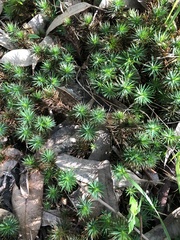 Dawsonia