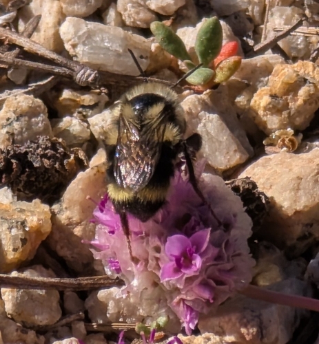 iNaturalist observation photo of Vancouver Bumble Bee