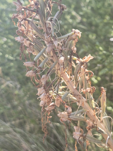Himantoglossum hircinum, photograph 5