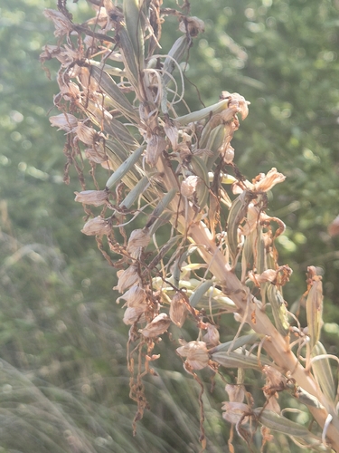 Himantoglossum hircinum, photograph 6