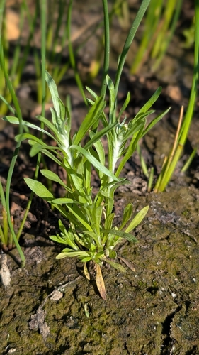 marsh cudweed