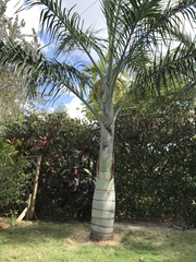 Pseudophoenix sargentii