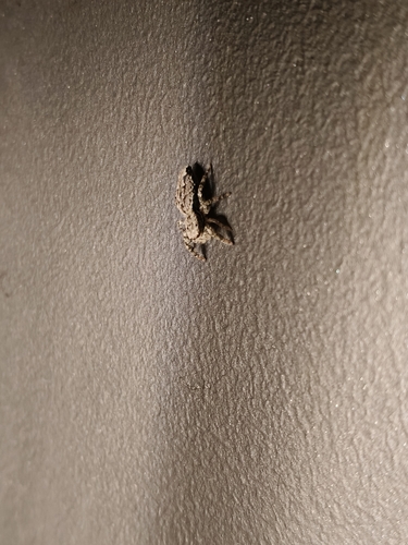 Fencepost jumping spider