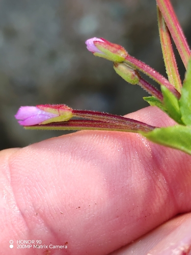 Epilobium alsinifolium, photograph 3