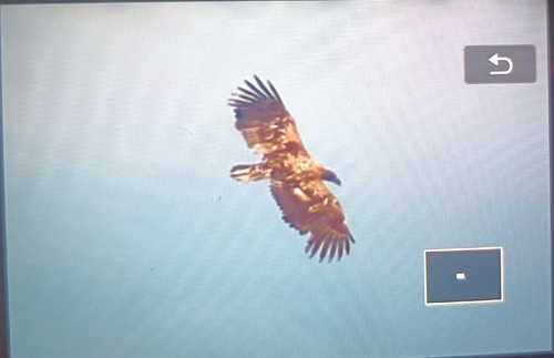 White-tailed Eagle